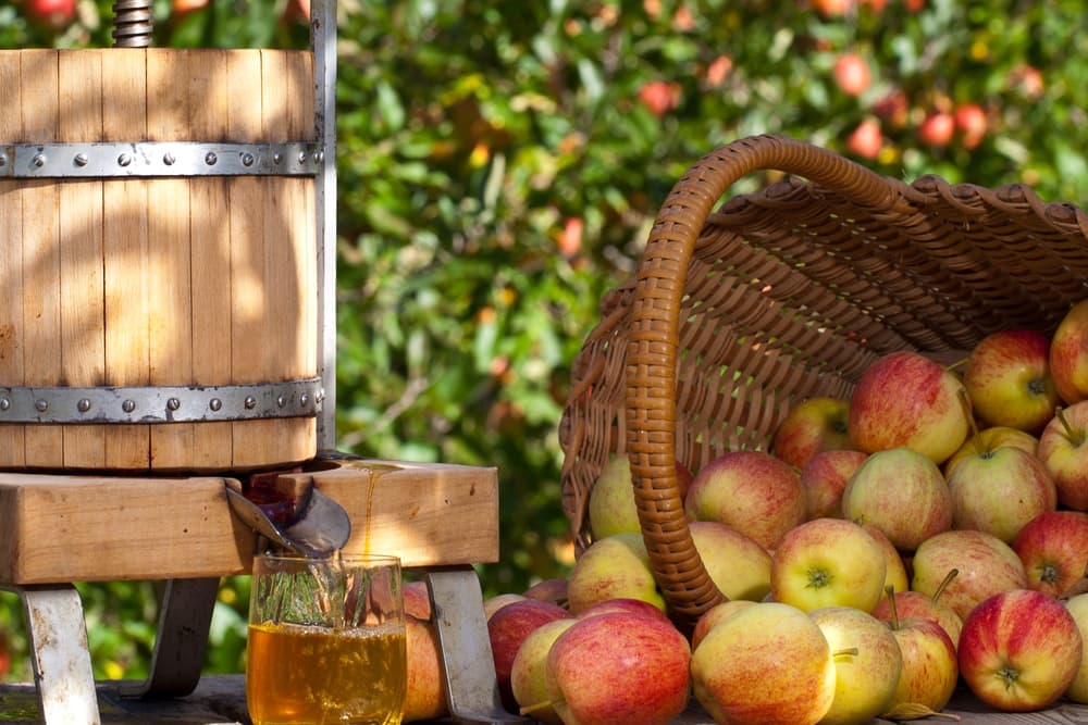 Elevate Your Cider Experience